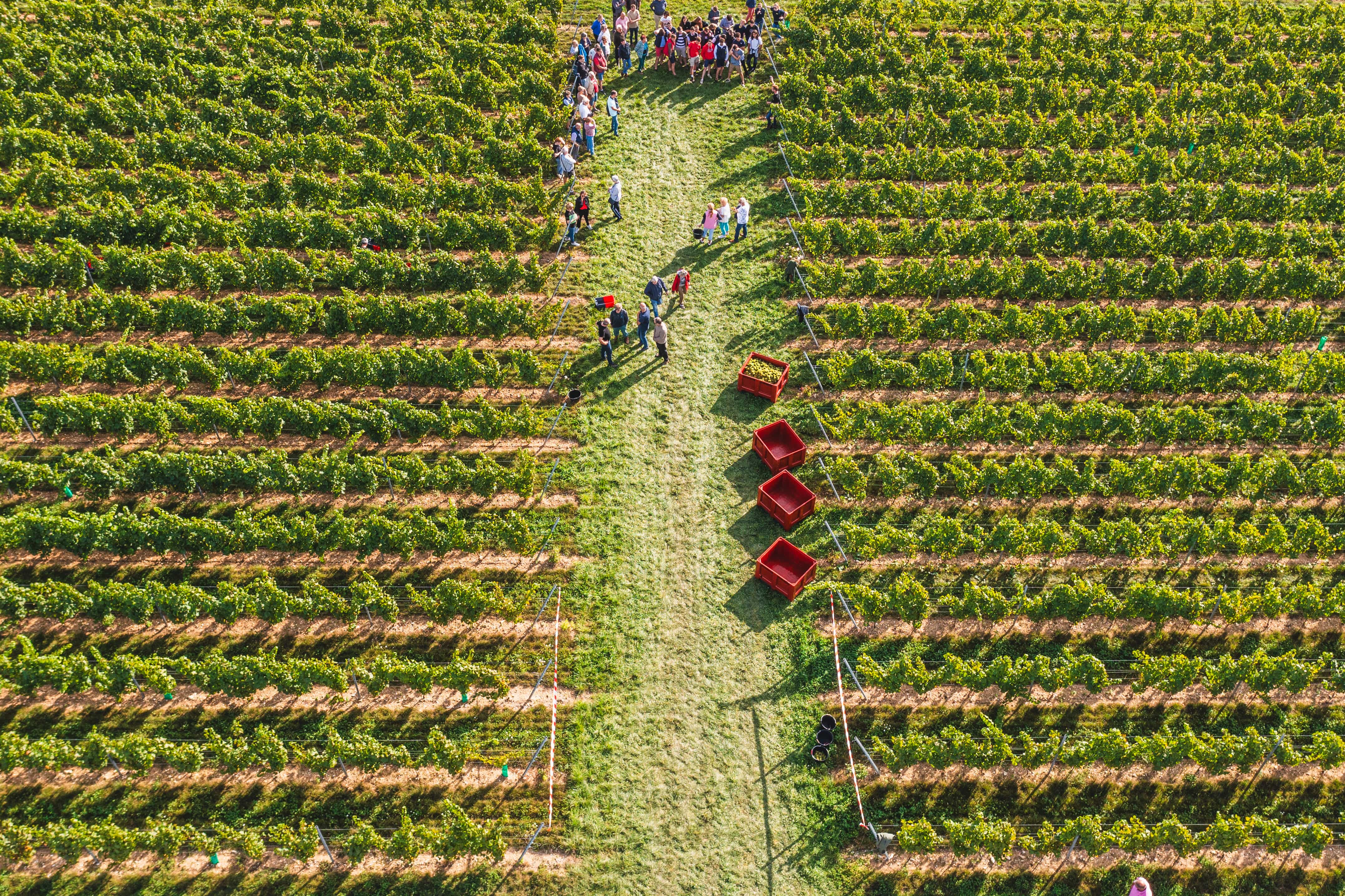 Vue du vignoble