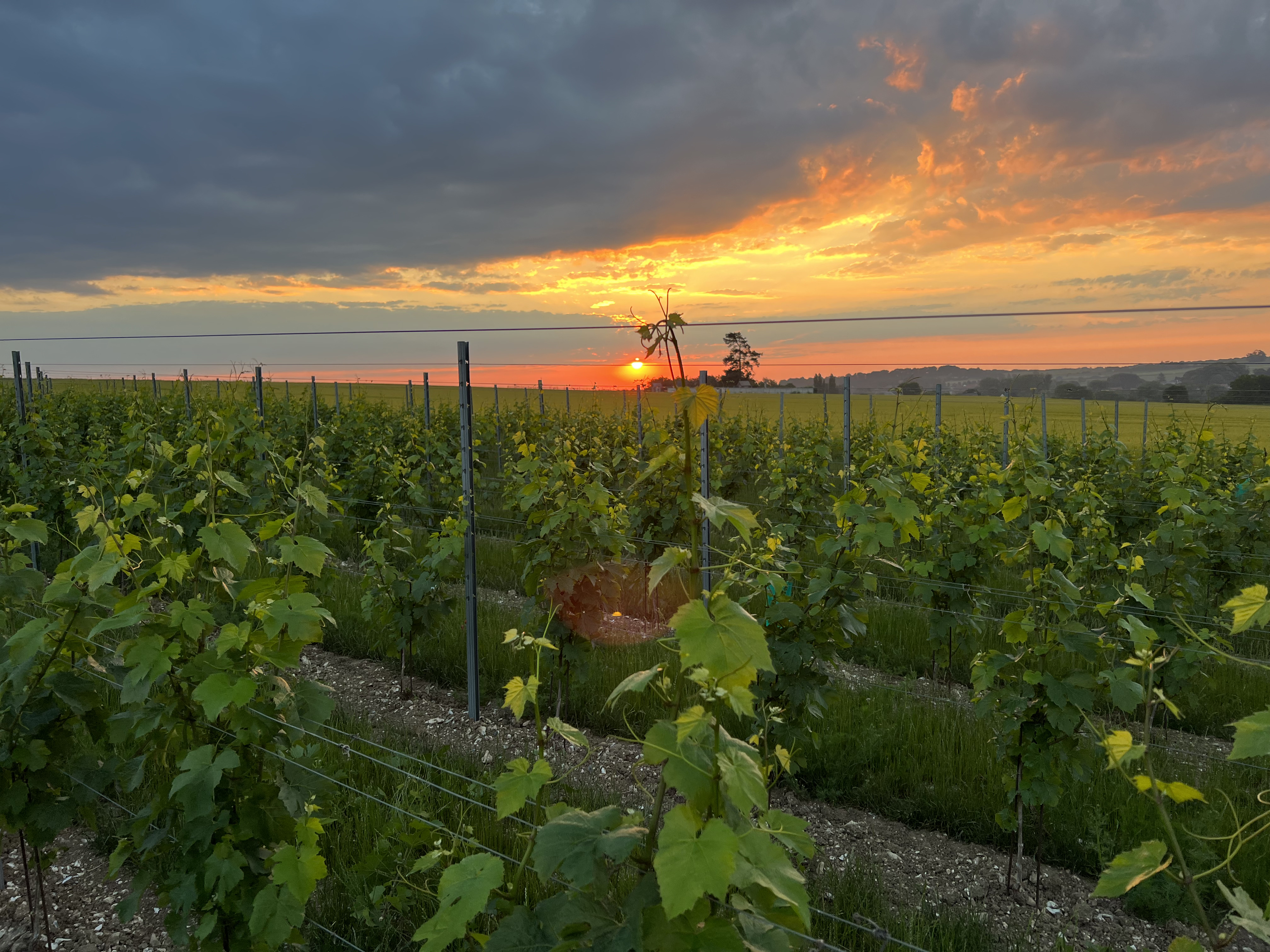 Détail du sol du vignoble