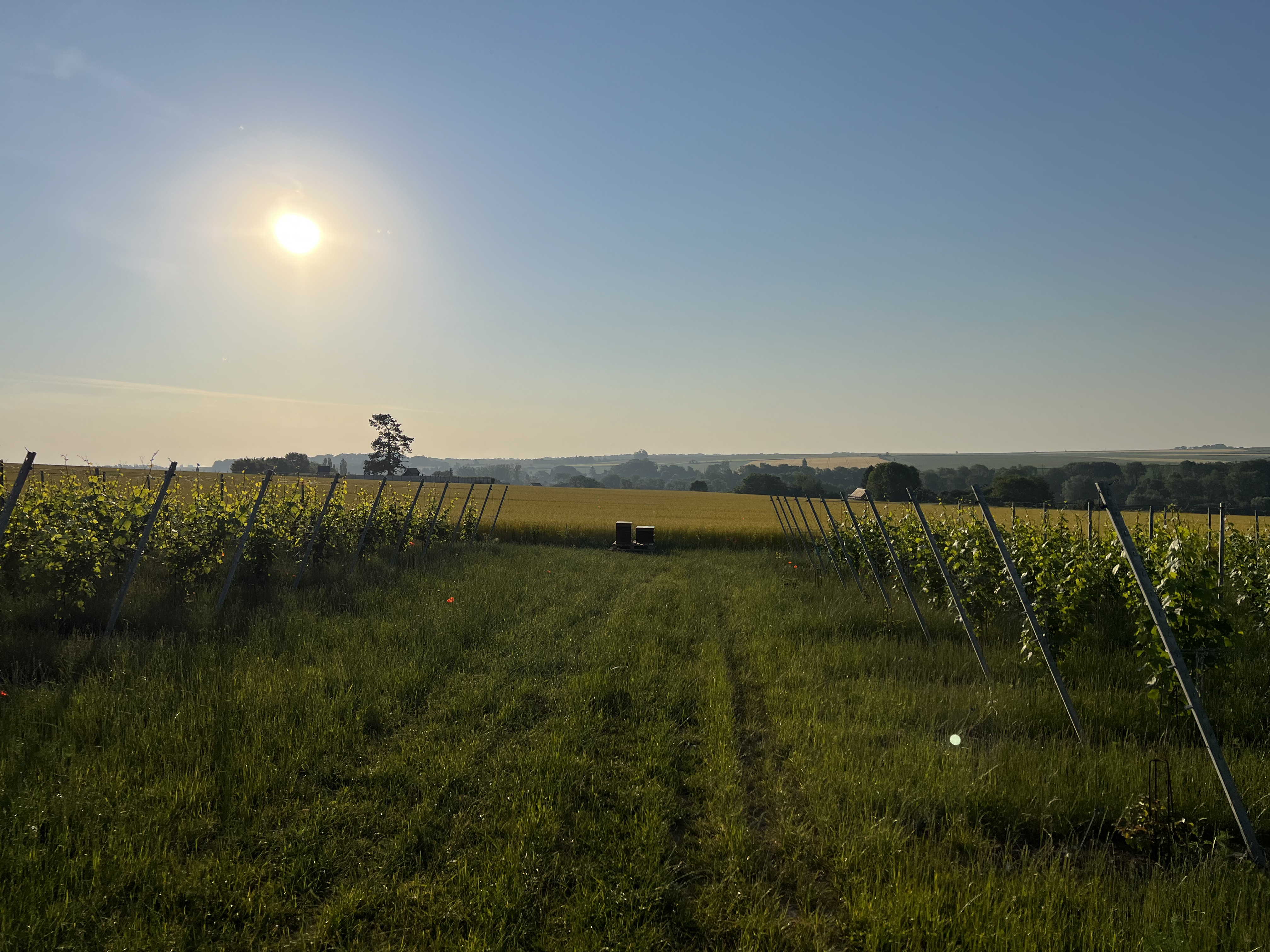 Vue du vignoble sous le soleil