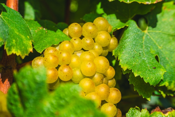 Grappes de Chardonnay