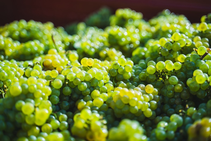 Vue des rangs de Chardonnay